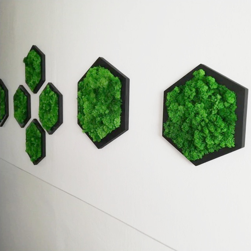 Machovy hexagon lisajnik portfolio