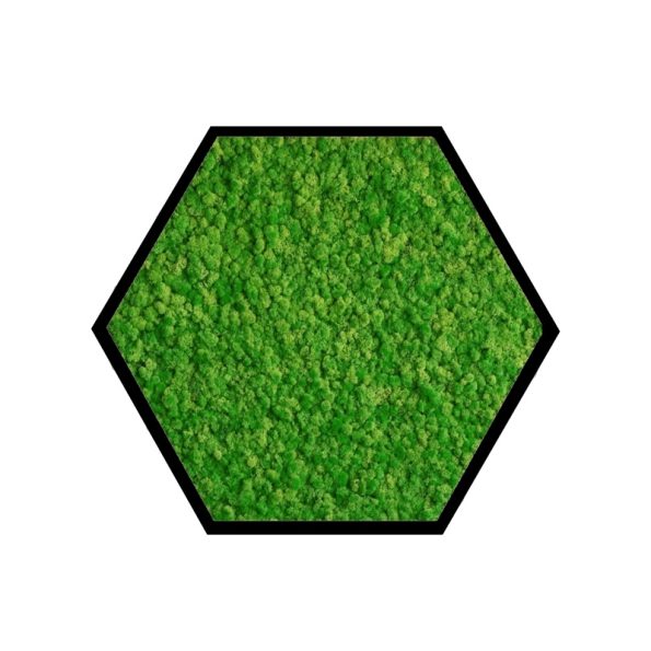 black frame light green lichen